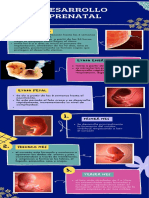 Infografía DesarrolloPrenatal AndersonHuatangareSegura