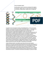 Estructura y Complejidad de Los Genomas Virales