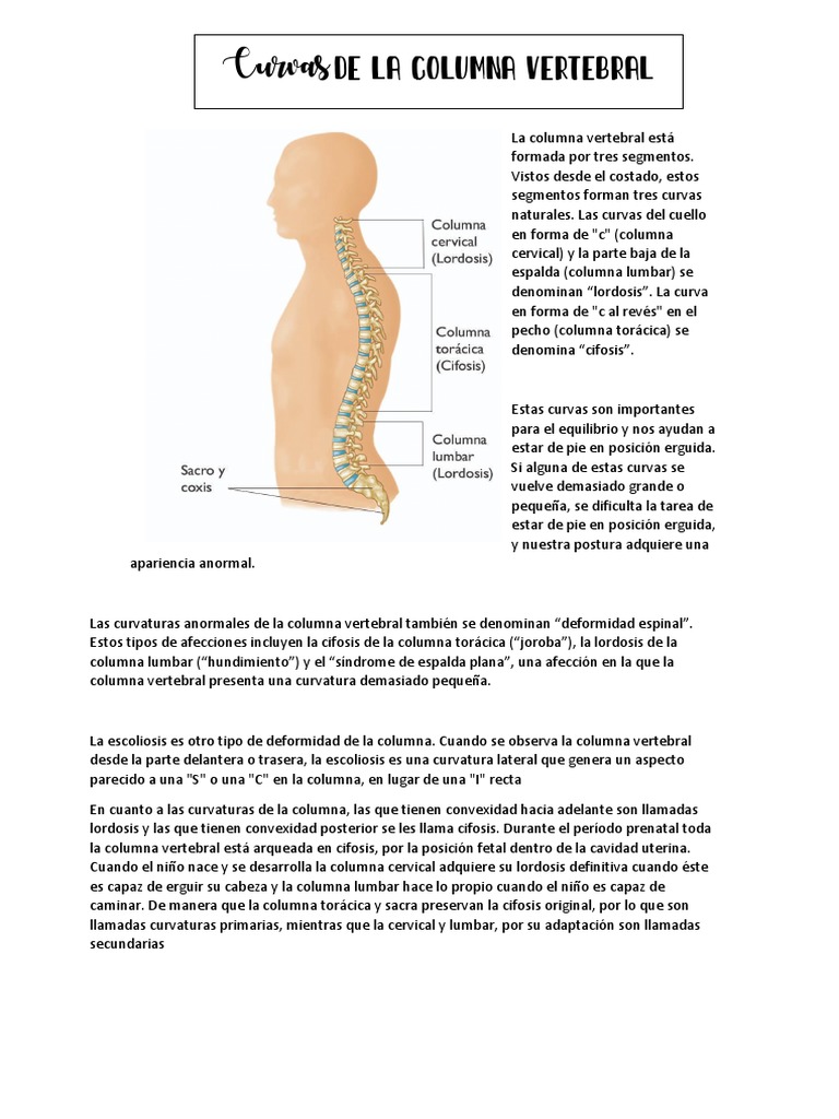 Las curvaturas naturales y anormales de la columna vertebral | PDF | La ...
