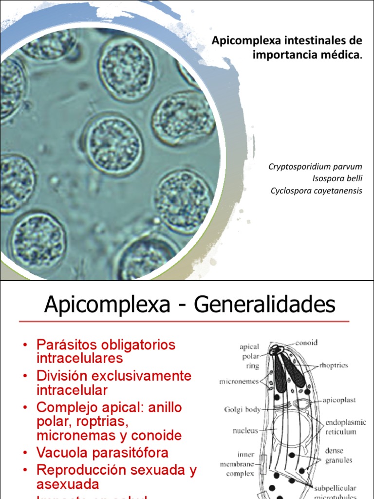 Apicomplexa Intestinales: Impacto y Diagnóstico | PDF | Medicina ...