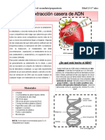 Extraccion ADN de Fresa