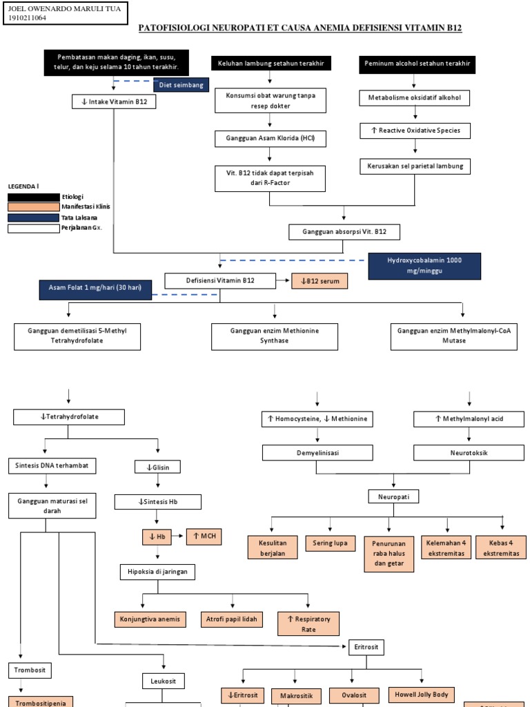 Pathophysiology of Neuropathy Et Causa Vitamin B12 Deficiency Anemia PDF