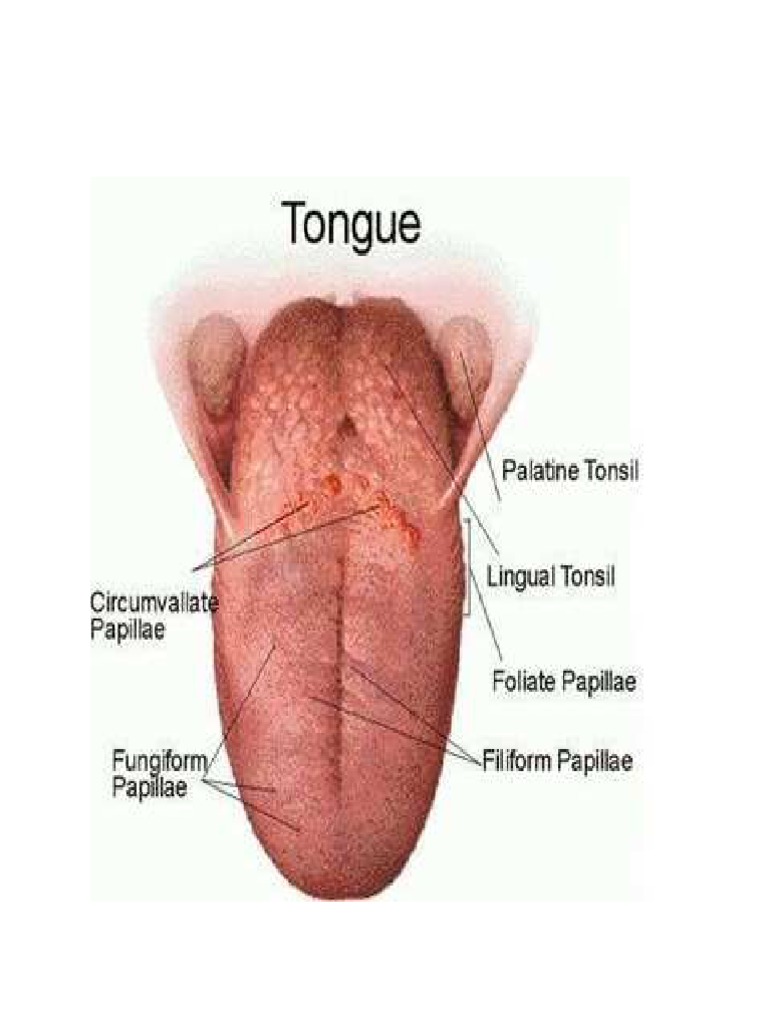 Parts of the Tongue and Their Function