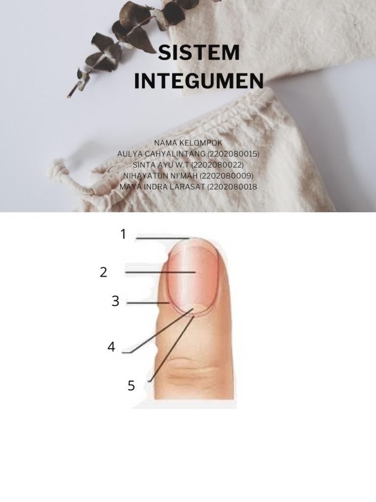 Integumen Kuku | PDF