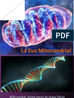La Eva Mitocondrial