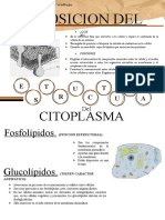 Composicion Del Citoplasma