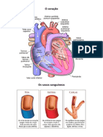 Sistema cardiovascular - circulação e orgãos