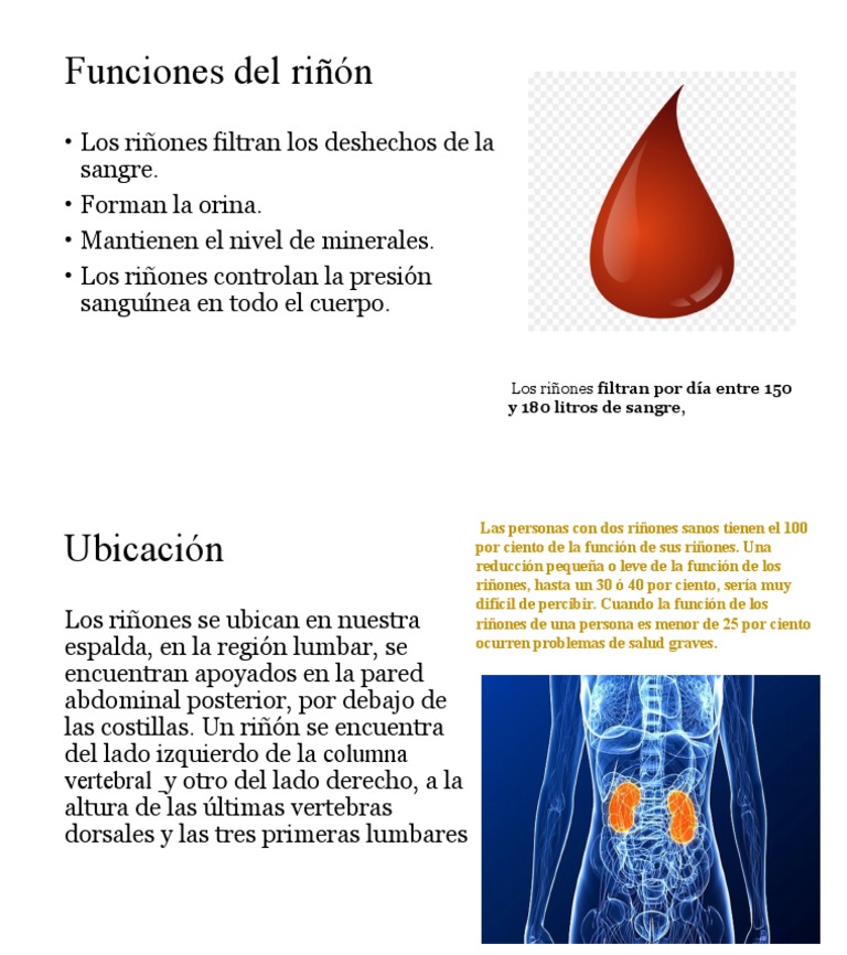 Funciones Del Riñón PDF