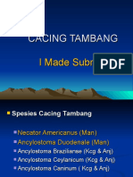 08 Sep - CACING TAMBANG