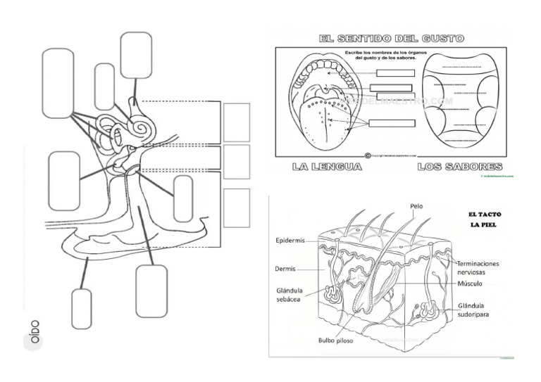 Oído Gusto Y Tacto Pdf