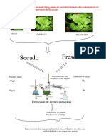 Proyecto Menta Aceite Esencial-22-09-22