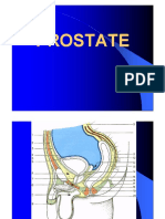 Anatomie2an Prostate Uretre