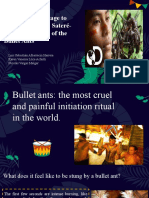 Tradition of Passage To Adulthood of The Sateré-Mawé Initiation of The Bullet Ants