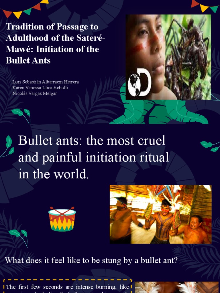 Sateré-Mawé Bullet Ant Initiation Ritual | PDF | Ant