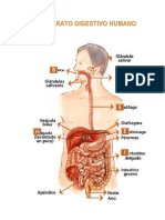 Aparato Digestivo Humano