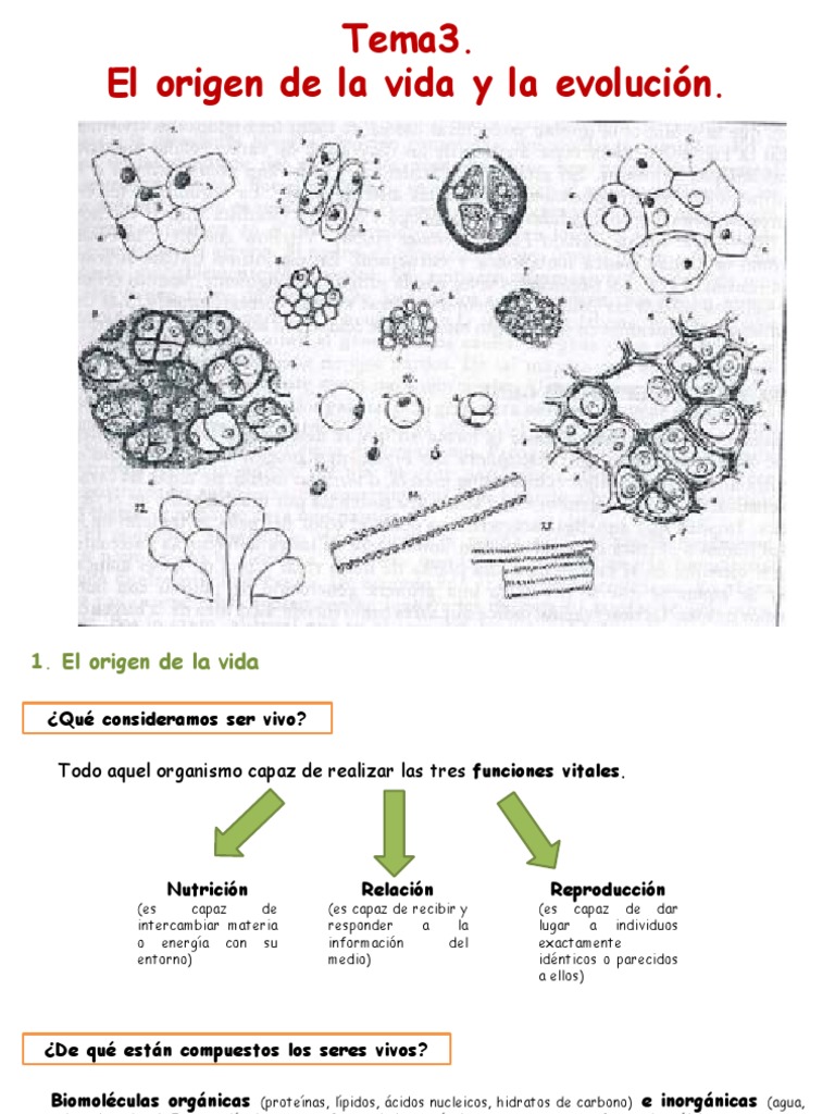 Origen y evolución de la vida | PDF | Evolución | Abiogénesis