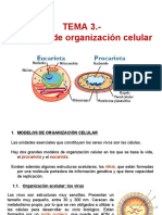 Tema 3 (Organización Celular)