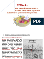 Tema 5 (Célula Eucariota)