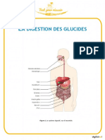 Digestion Des Glucides