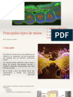 Principales Tipos de Unión