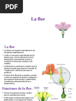 Partes y funciones de la flor | PDF | Flores | Plantas