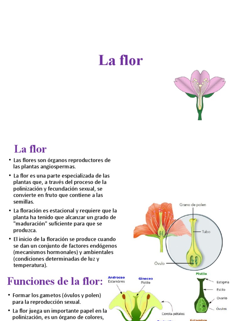 Estructura y funciones de la flor | PDF | Flores | Técnicas hortícolas