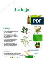 La Hoja