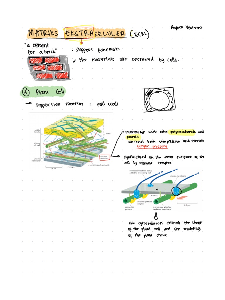Matriks Ekstraseluler | PDF | Extracellular Matrix | Tendon