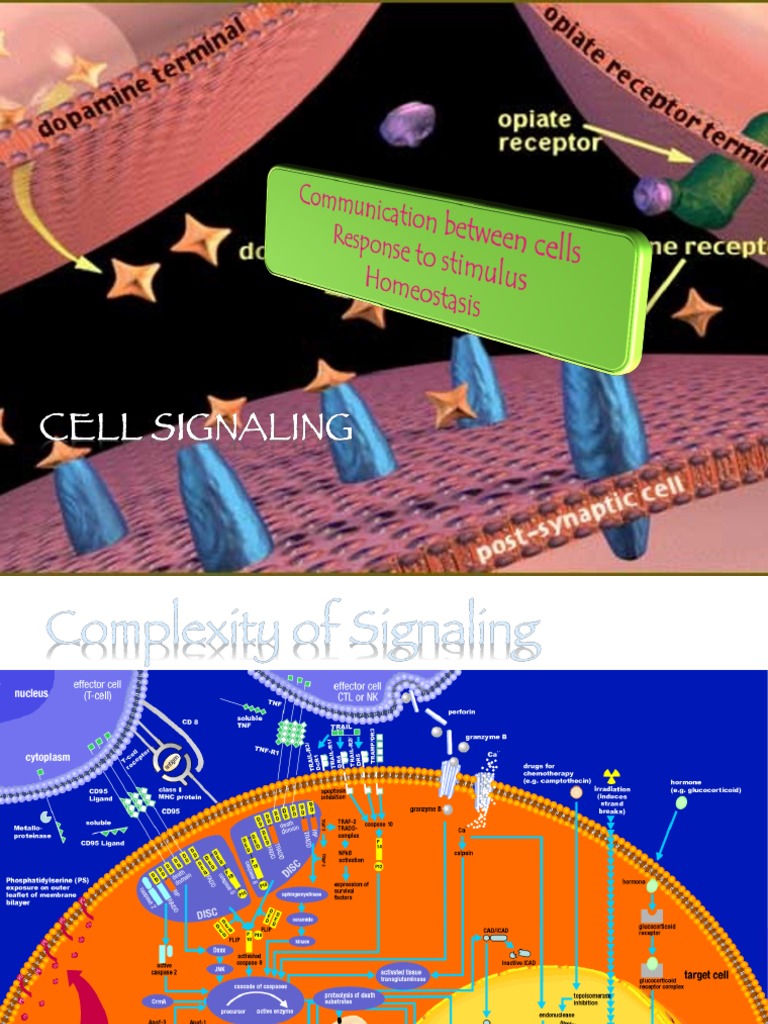 Cell Signaling PDF Cell Signaling Hormone
