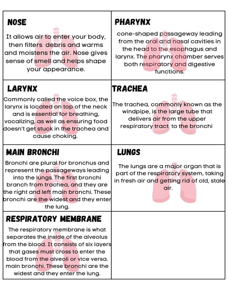 Parts of Respiratory System Biology Diagrams