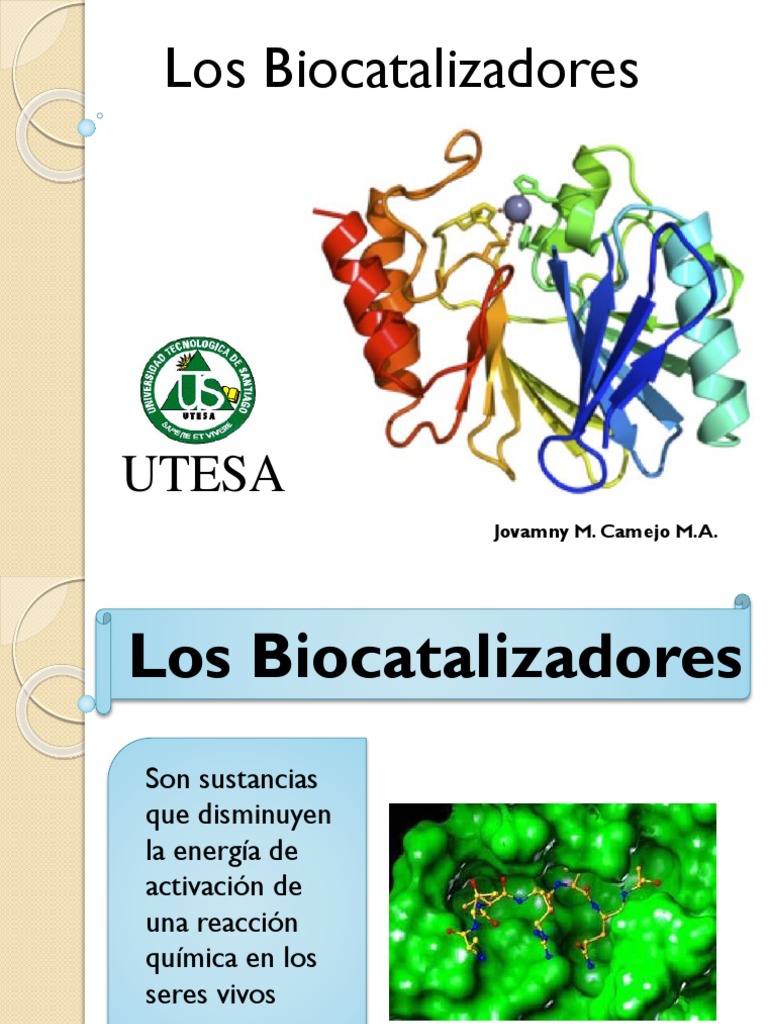 Biocatalizadores Diapositivas PDF Enzima La cinética