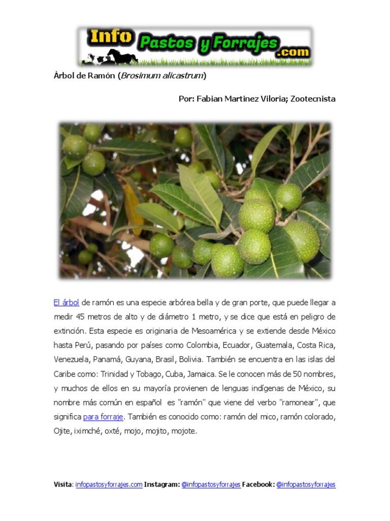 Ficha Técnica de Árbol de Ramón (Brosimum Alicastrum) | PDF ...