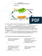 Comparing Photosynthesis and Cellular Respiration