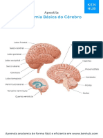 exercicios_sobre_anatomia_do_cerebro_com_respostas