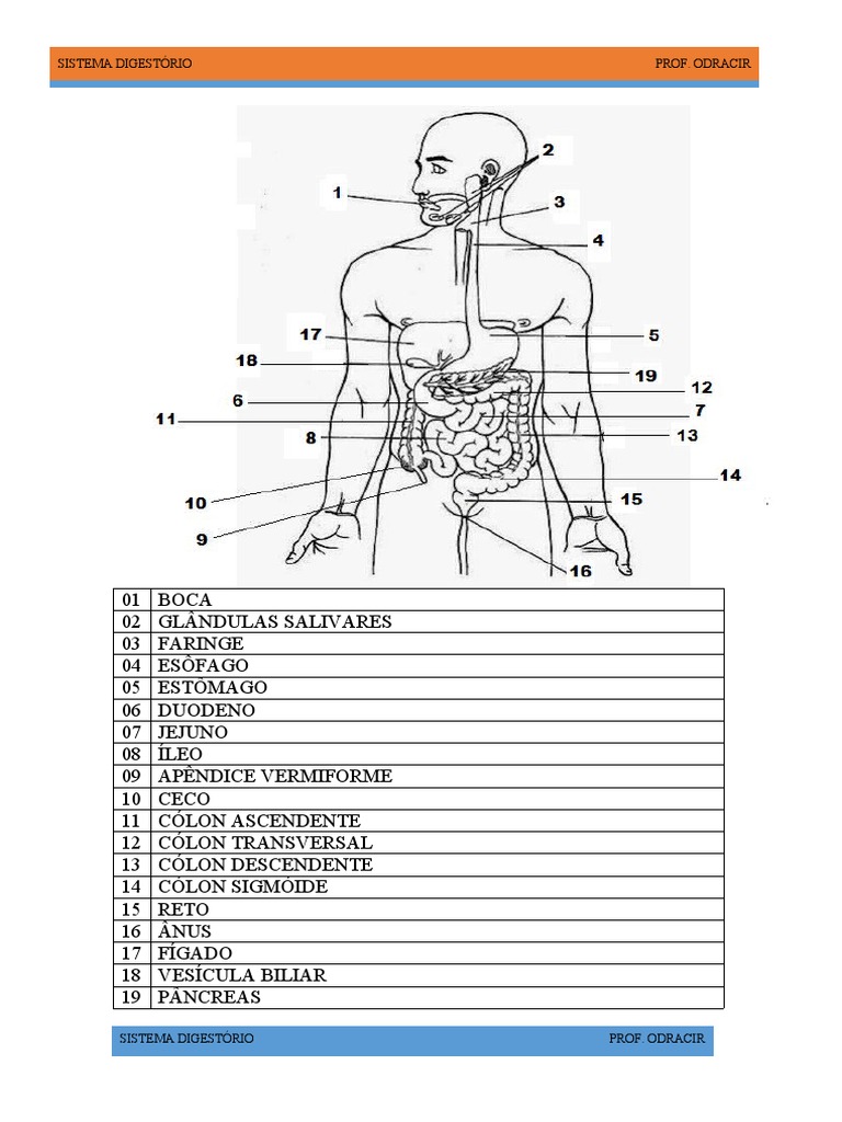Sistema Digestório Completo Pdf Sistema Digestivo Humano Sistema