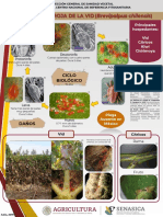 Infografía Brevipalpus Chilensis