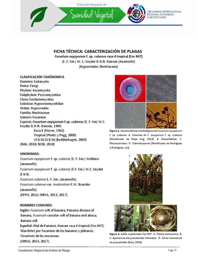Ficha Técnica FOC R4T | PDF | Hoja | Organismos