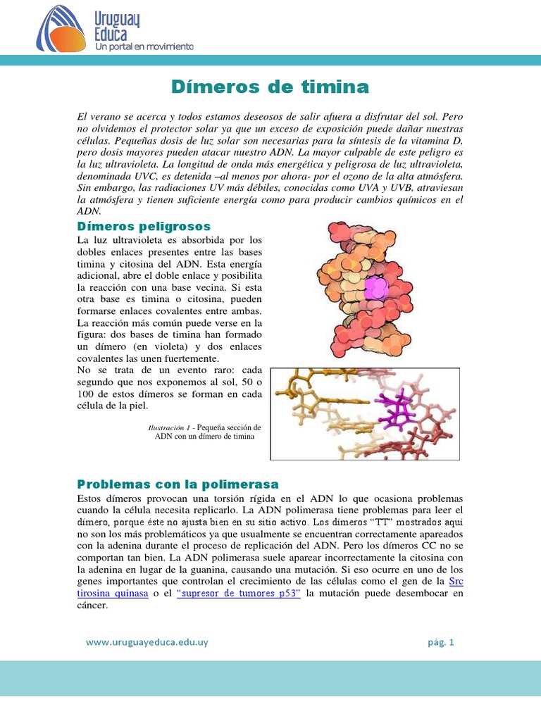 Dímeros de Timina - 1 | PDF | Ultravioleta | Adn