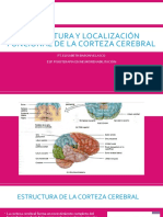 Corteza Cerebral