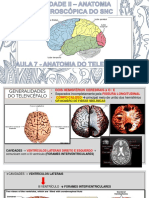 Aula 7 - Anatomia Do Telencéfalo