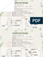 PARTES DO FEIJÃO (1)