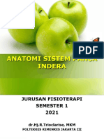 anatomi-sistem-panca-indra-