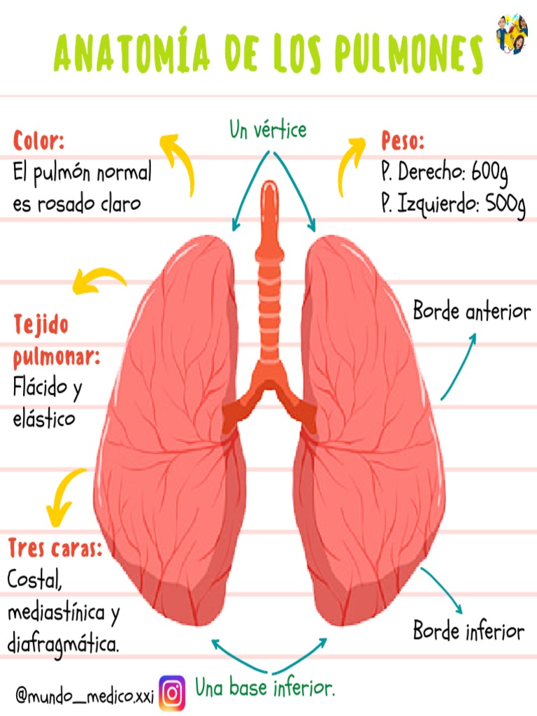 Anatomía de Los Pulmones | PDF | Pulmón | Respiración, image size:768x1024