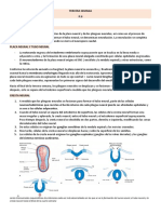 Semana 3 Parte 2 Embriologia