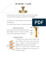 Ficha Informativa Esqueleto B5