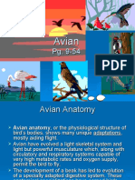 Avian Anatomy 1