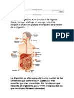 EL APARATO DIGESTIVO