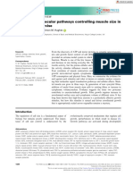 Cellular and Molecular Pathways Controlling Muscle Size in Response To Exercise