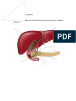 Pembelajaran Praktikum Anatomi Hepar