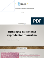 Histologia Sistema Reproductor Masculino